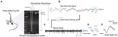 Layer-dependent stability of intracortical recordings and neuronal cell loss